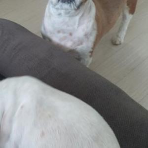 시츄(남아)찾습니다. 오드아이