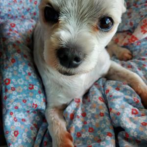 강아지를찾습니다