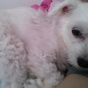 은평구 녹번동 말티 남아 다롱이를 찾습니다