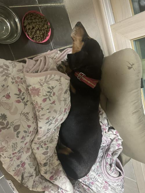 양산 서창 삼호동 대동이미지에서 발견된 닥스훈트