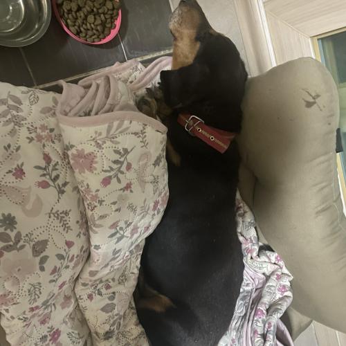 양산 서창 삼호동 대동이미지에서 발견된 닥스훈트