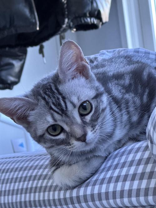 4개월된 아가 분양보냅니다:)