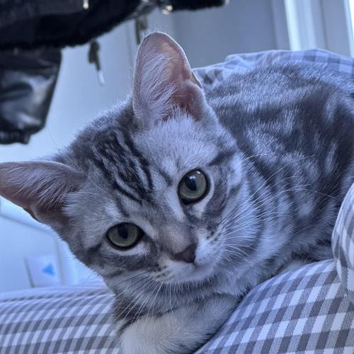 4개월된 아가 분양보냅니다:)