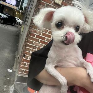 콩이 말티즈 찾습니다