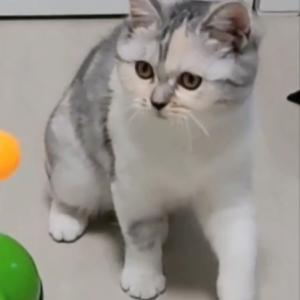 경산시 자인에 살고 계신분!이런 냥이 보시면!