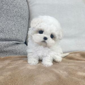 테디비숑분양 모량 빵빵 비숑프리제분양