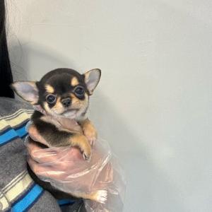 귀여운 단모치외와 공주님 분양합니다