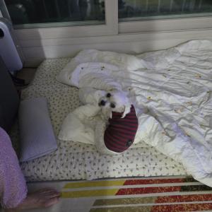 강아지 (말티즈) 찾습니다