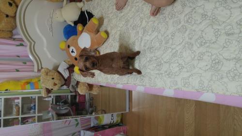 갈색푸들 암컷 보호중