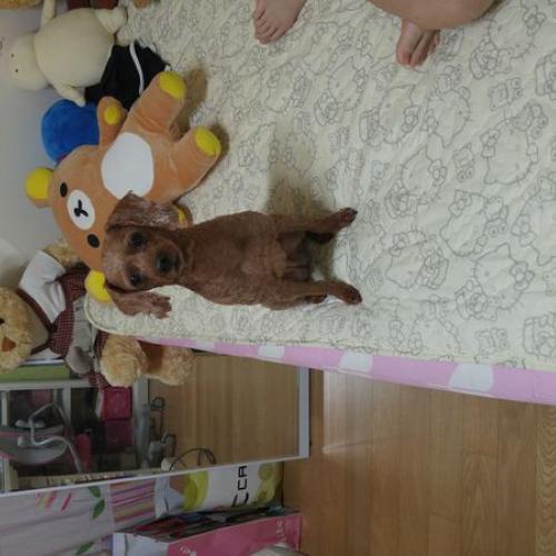 갈색푸들 암컷 보호중