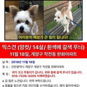 [찾음] 작전동/계산동 개 찾았어요