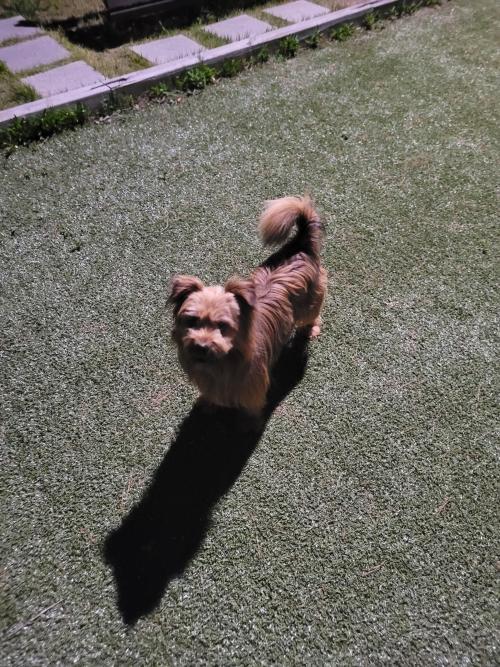 영주 강아지 주인찾아요