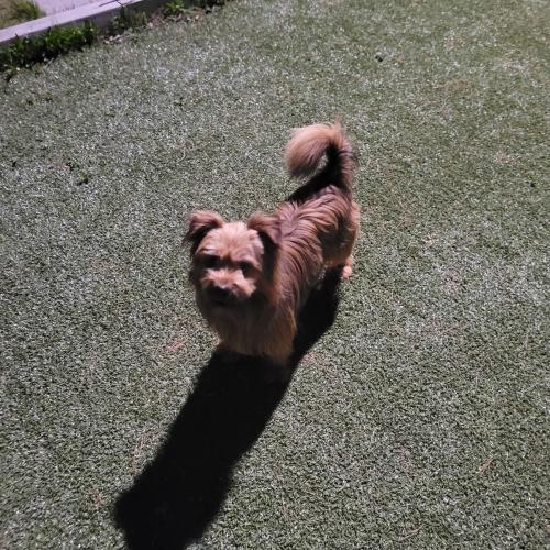 영주 강아지 주인찾아요