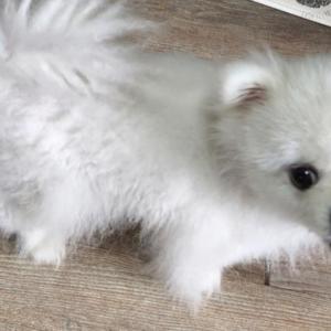 포메라니안 찾습니다!