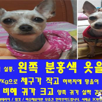 대구 수성구 파동에서 잃어버린 3살 요크셔 여아 찾아요..