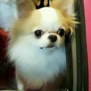 몽이 찾습니다