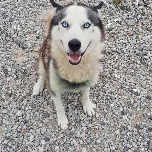 시베리안허스키를 찼습니다