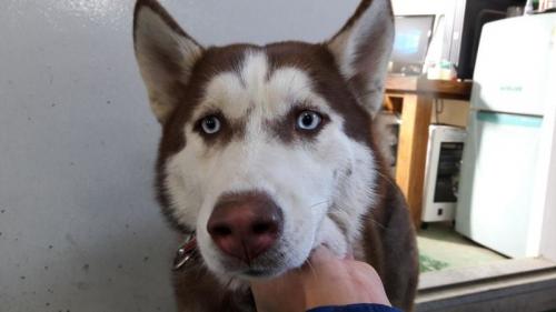 전국 고양이 강아지 무료분양 합니다