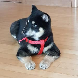 경기도 광명시 강아지 찾습니다