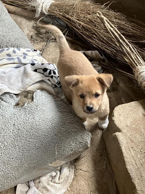 [충남예산] 시고르자브종 새끼 아이들 4마리가 태어나서 좋은 주인을 찾고있어요