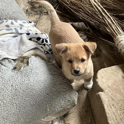 [충남예산] 시고르자브종 새끼 아이들 4마리가 태어나서 좋은 주인을 찾고있어요