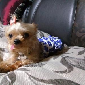 요크셰테리어여아잃어버렷어요