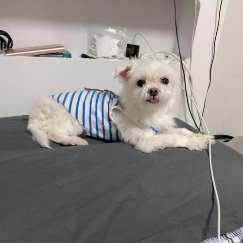 말티즈 보호중입니다 마근저수지