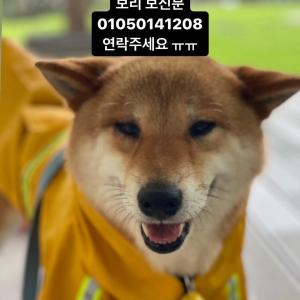 노원구하계동에서 잃어버린 시바견보리를 찾습니다.