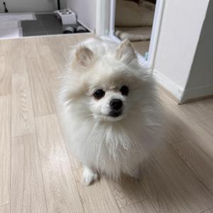 포메라니언 새로운 가족 찾고 있습니다.
