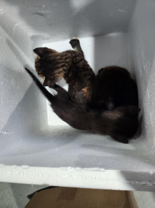 새끼 고양이 데려가실 분 구합니다