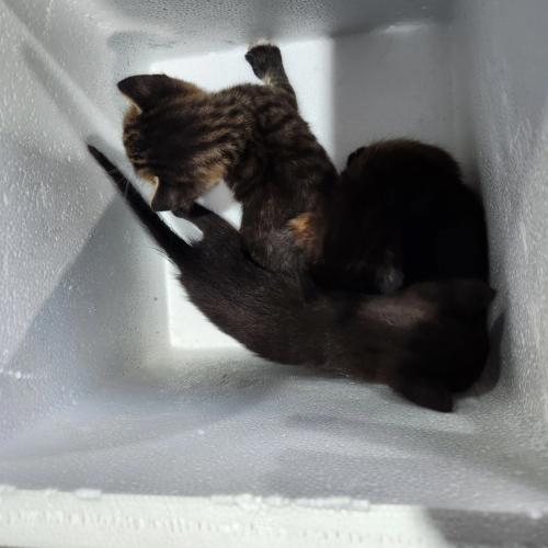 새끼 고양이 데려가실 분 구합니다