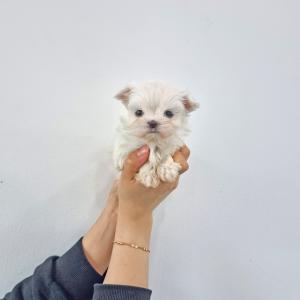 강아지분양 김포강아지분양 말티즈분양 2개월령 귀여운 말티즈 분양합니다! 이렇게 귀여운 말티즈 어디서 보나요 여기서 봅니다!!!!!