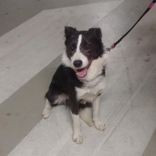 보더콜리 분양합니다.