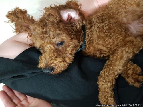 애플 푸들 분양합니다