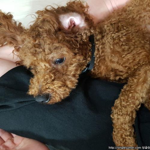 애플 푸들 분양합니다