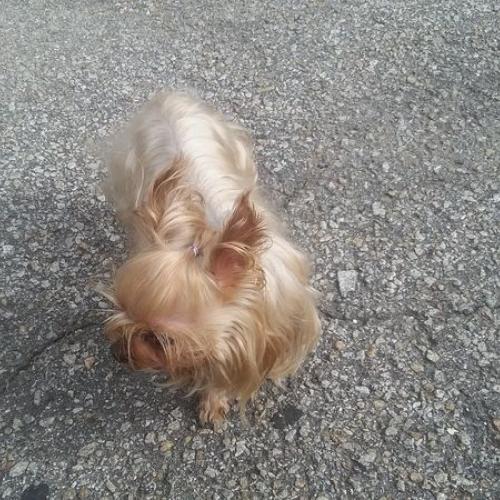 갈색 요크셔테리어 보호 중입니다.