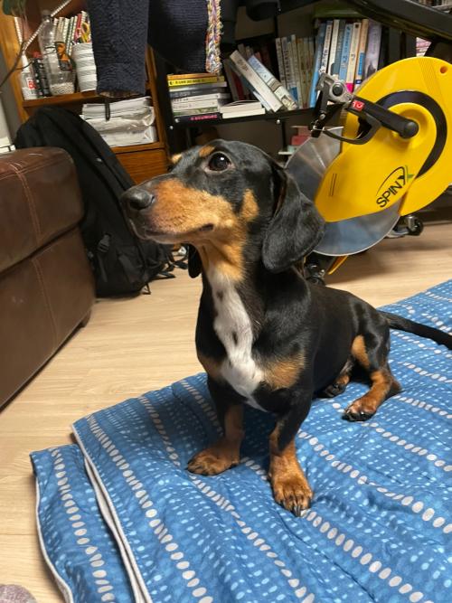 닥스훈트 수컷 보호중입니다.