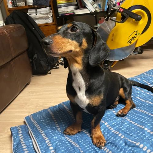 닥스훈트 수컷 보호중입니다.