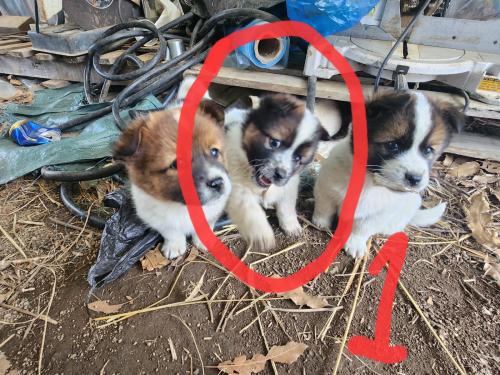 10kg 이하 시고르자브종 입양처 찾습니다