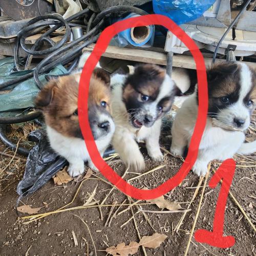 10kg 이하 시고르자브종 입양처 찾습니다