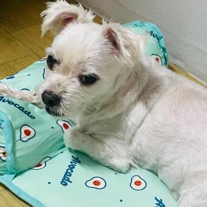 뽀돌이 찾아주세요