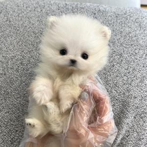 미니포메라니안 공주님이 분양비 고작 40만 원입니다