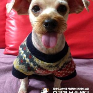 요크셔 테리어 난지캠핑장 실종