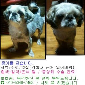 서울 경희대 인근, 10년 키운 강아지 (시추) 를 잃어 버렸습니다.