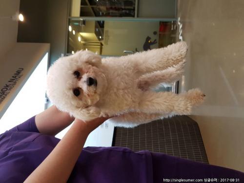 푸들 남아 보호중