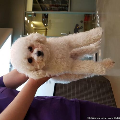 푸들 남아 보호중