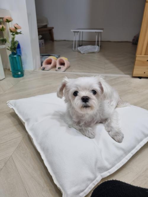 말티즈 여아 보호하고있어요