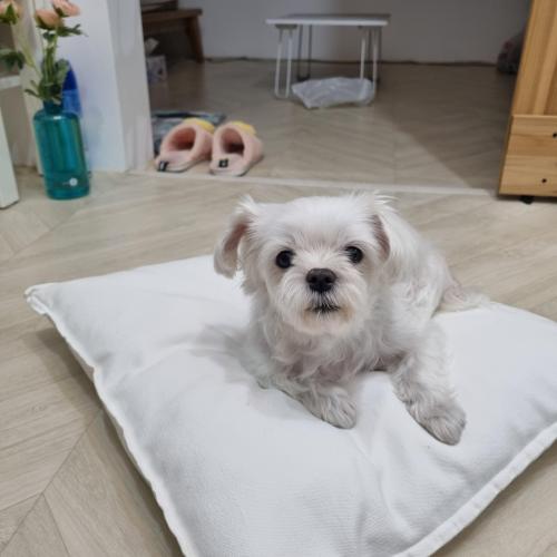 말티즈 여아 보호하고있어요