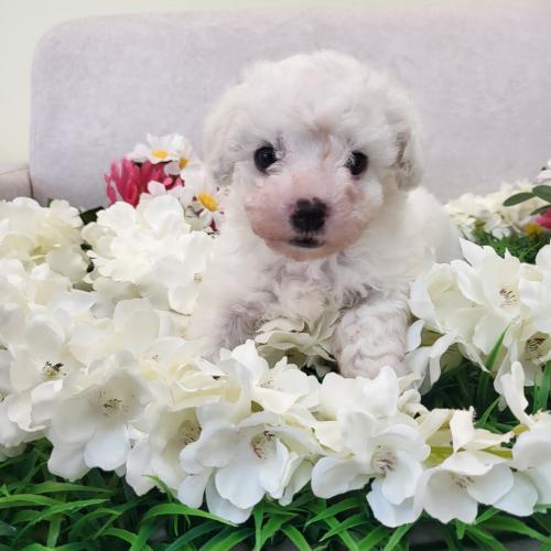 2개월령 비숑프리제 강아지분양