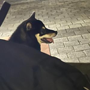 검은색 시바견 초읍동에서 잃어 버렸어요